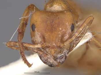 Media type: image;   Entomology 28189 Aspect: head frontal view